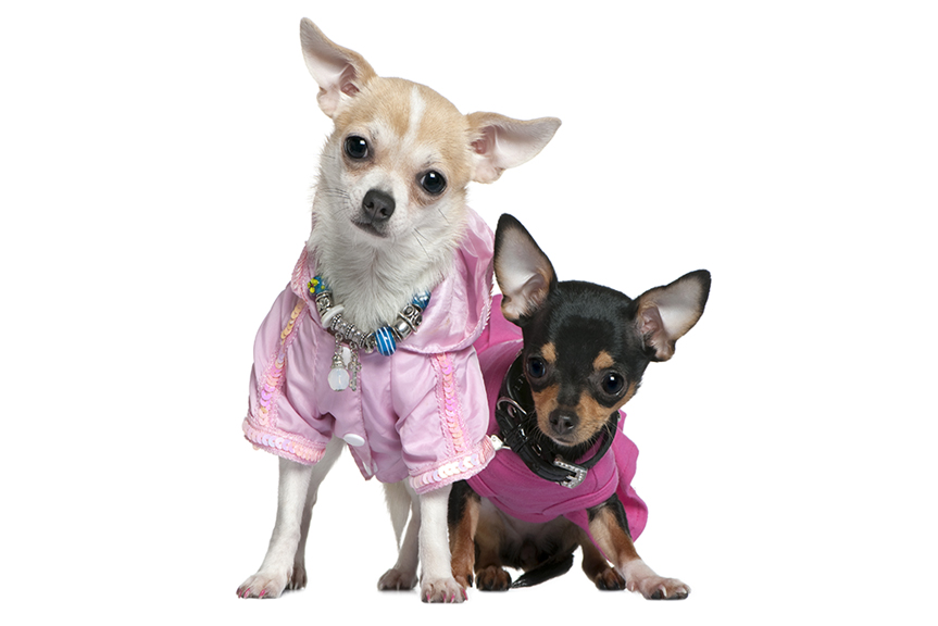 Two Chihuahuas
