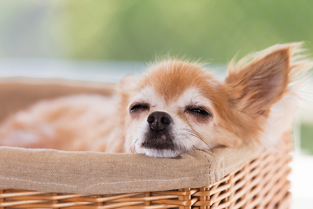 Senior Cute Chihuahua sleeping in bed