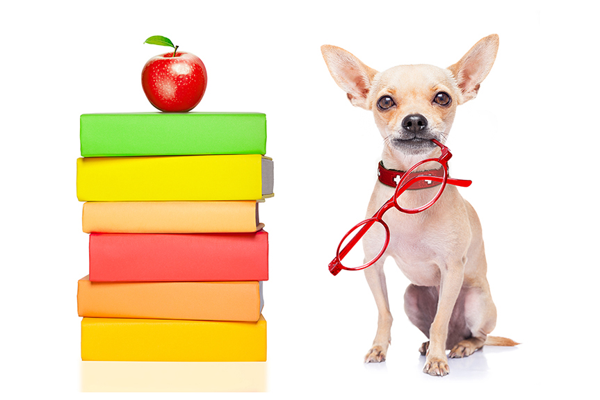 Chihuahua training  with books