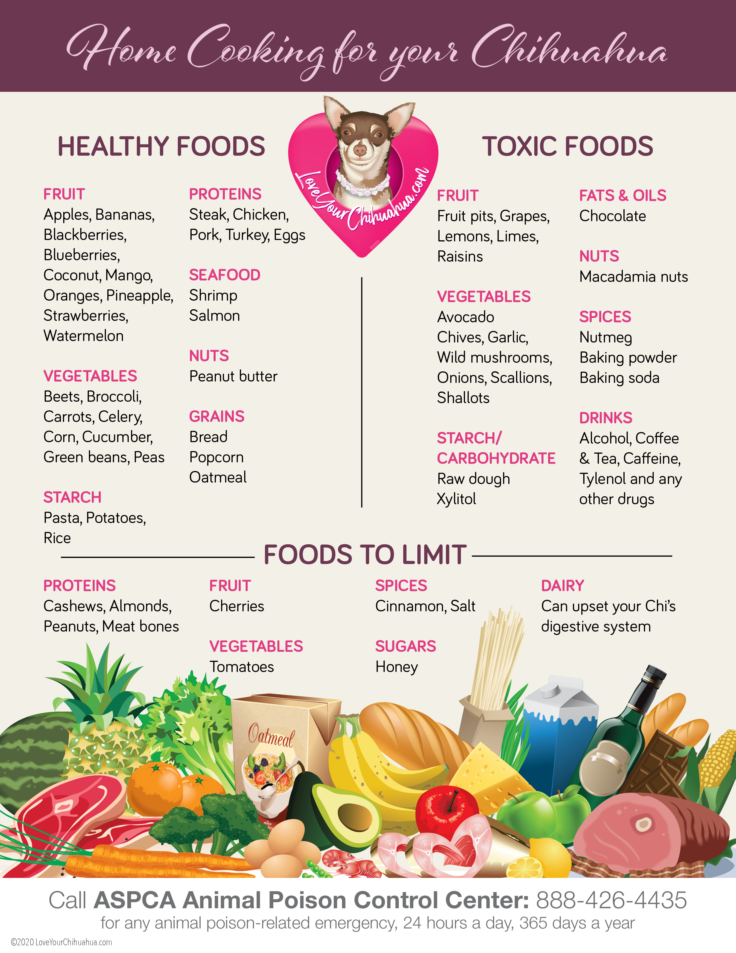 Healthy food for chihuahuas deals