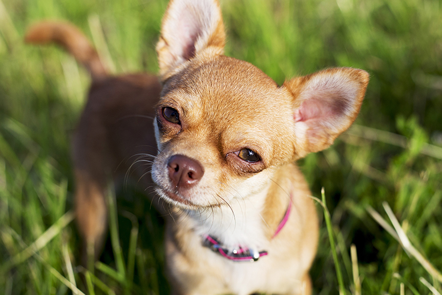 Blond Chihuahua
